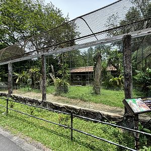 Asiatic Golden Cat Exhibit