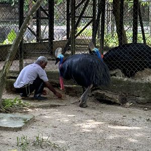 Keeper + Cassowary