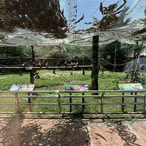 Colours of the Amazon Aviary - renovated in 2024