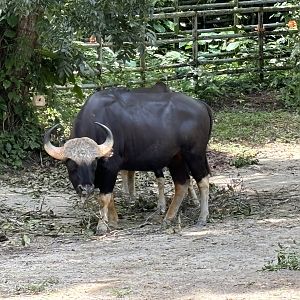 Gaur