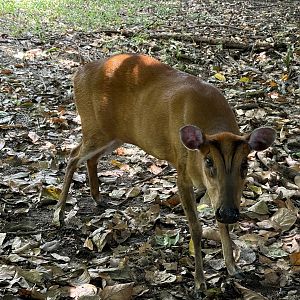 Barking Deer