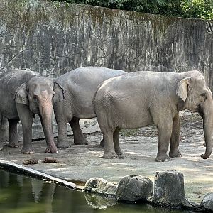 Asian Elephants