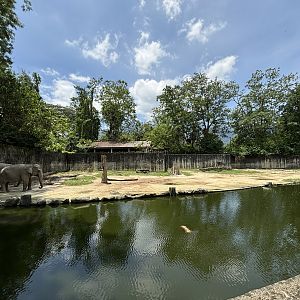 Asian Elephant Exhibit