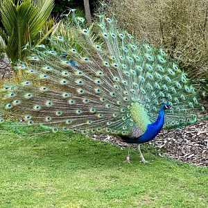 Indian peafowl (Pavo cristatus)