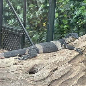 Bell’s Phase Lace monitor (Varanus varius)