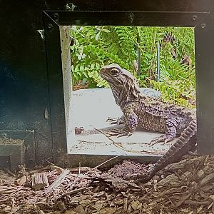 Tuatara (Sphenodon punctatus)