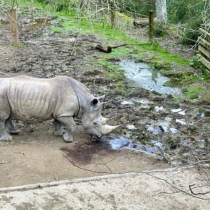 Rhinoceros Mud Wallow
