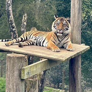 Kirana (female Sumatran tiger)