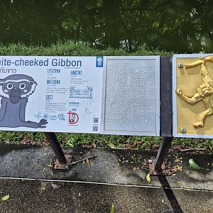 Gibbon sign