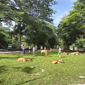 Burmese Eld's  Deers