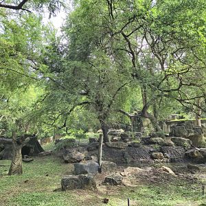 Asian Black Bear exhibit