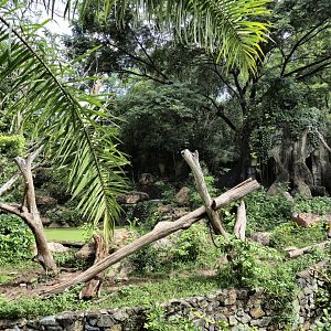 Malayan Sun Bear exhibit