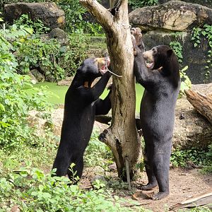 Malayan Sun Bears