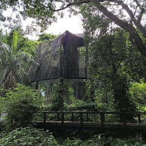 Red-shanked Douc Langur exhibit