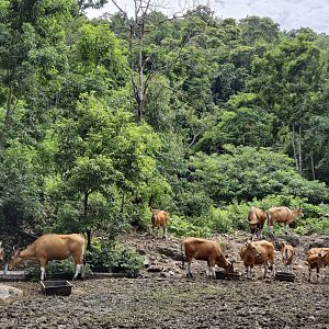 Burma Bantengs
