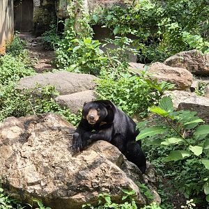 Malayan Sun Bear, male