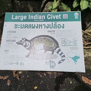 Large Indian Civet sign