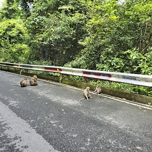 Wild Long-tailed Macaques