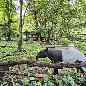 Malayan Tapir