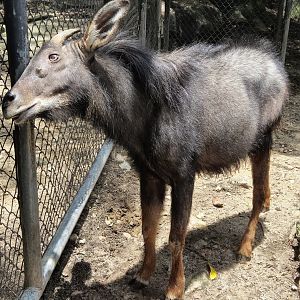 Indochinese Serow