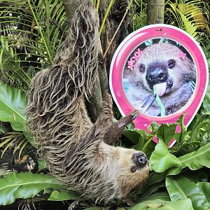 Hoffman's Two-toed Sloth