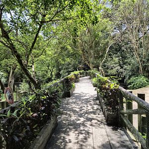 Hippo viewing platform