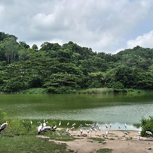 Pelican/Milky Stork Parade Area