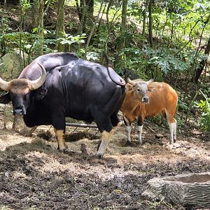Indochinese Gaur / Burmese Banteng
