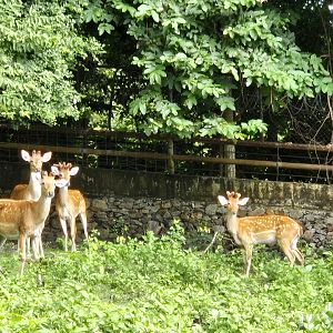 Thai's brow-antlered deer