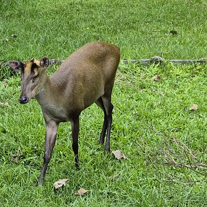 Fea's Muntjac