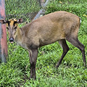 Fea's Muntjac