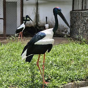 Asian Black-necked Stork