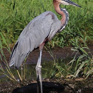 Goliath heron (Ardea goliath)