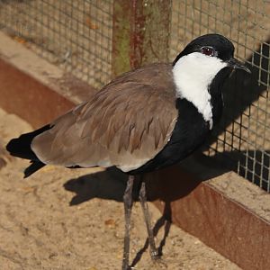 Spur-winged lapwing (Vanellus spinosus)