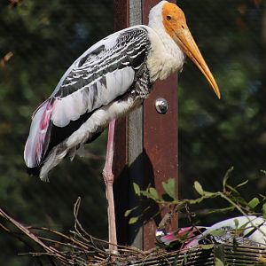 Painted stork (Mycteria leucocephala)