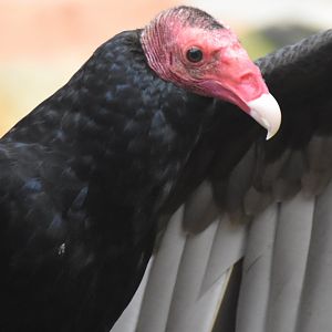 Turkey Vulture (Cathartes aura)