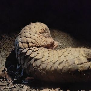 Sunda Pangolin (Manis Javanica)