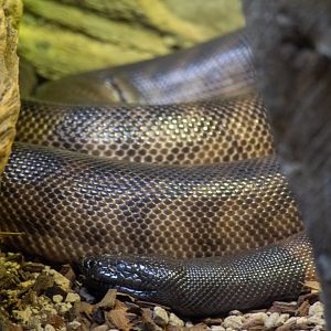 Black-headed Python
