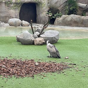 African White-backed Vulture (Gyps africanus)