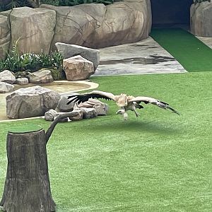 Himalayan Griffon Vulture (Gyps himalayensis)