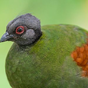 Crested Wood Partridge (Rollulus Roulroul)