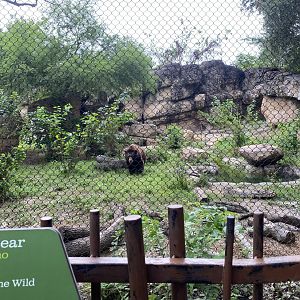 Belle the Black Bear