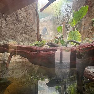 Howler Monkey and Anaconda