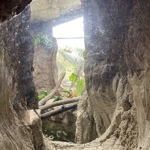 Howler Monkey and Anaconda