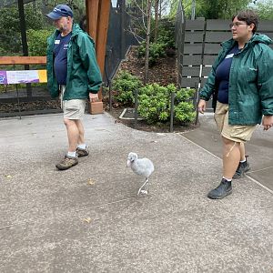 Flamingo Chick going on a walk