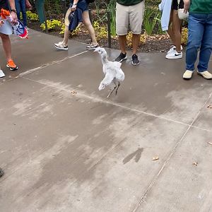 Flamingo Chick attempting to fly