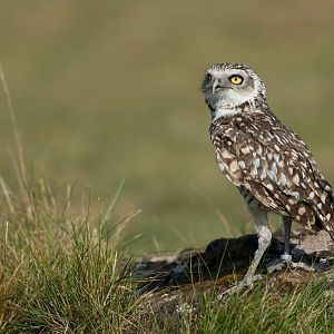 Burrowing owl, ZSL Whipsnade, UK