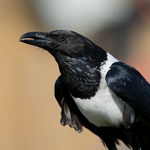 Pied crow, ZSL Whipsnade, UK
