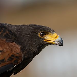 Harris's Hawk, ZSL Whipsnade, UK