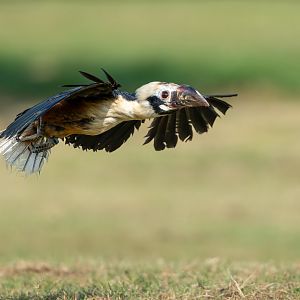 Visyan Tarictic Hornbill, ZSL Whipsnade, UK